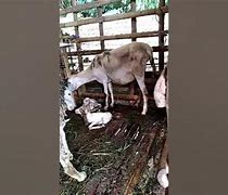 Kambing Melahirkan Kembar Normal